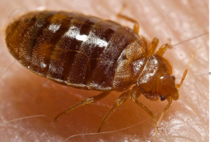 bed bug extermination